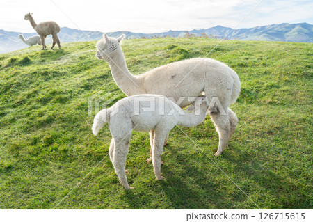羊駝 農場 自然 動物 Alpaca animal アルパカ 羊駝 農場 自然 動物 Alpaca animal アルパカ 126715615