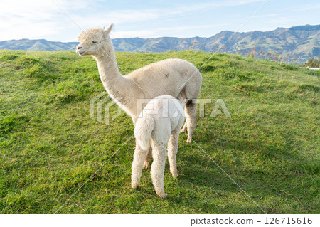 alpaca farm nature animal Alpaca animal アルパカ 126715616