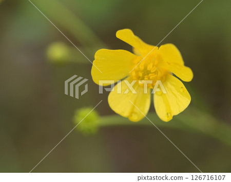 五月雨後，一種名為「馬足形」的小黃色花盛開。 126716107