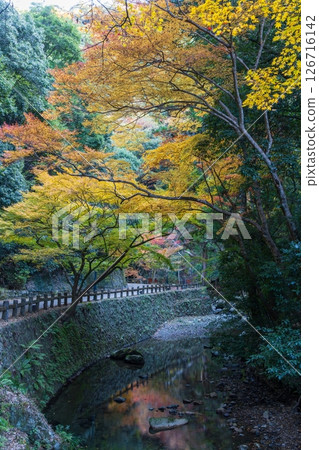 Autumn leaves at Minoh Park in Minoh City, Osaka Prefecture 126716142