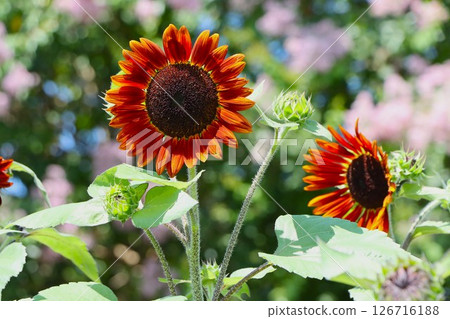 Sunflowers of unusual colors blooming in Umami Hill Park - 4 126716188