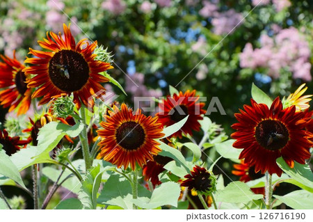 Sunflowers of unusual colors blooming in Umami Hill Park - 6 Sunflowers of unusual colors blooming in Umami Hill Park - 6 126716190