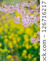 河津櫻花和油菜花 126716217