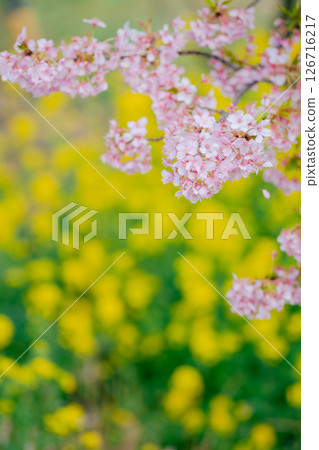 河津櫻花和油菜花 河津櫻花和油菜花 126716217