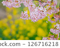 河津櫻花和油菜花 126716218
