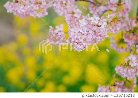 河津櫻花和油菜花 河津櫻花和油菜花 126716218