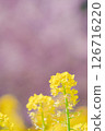 強姦花和Kawazu櫻桃樹 126716220