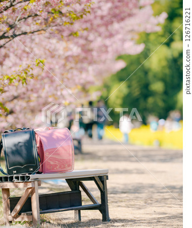 School bags and Kawazu cherry blossoms School bags and Kawazu cherry blossoms 126716221