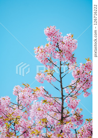 河津櫻花 126716222