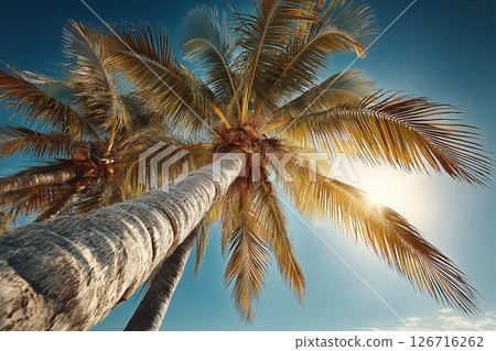 Tropical Palm Tree Against a Vibrant Sky 126716262