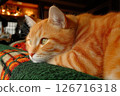 Orange Cat Resting on a Cozy Blanket with a Content Expression 126716318