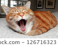 Adorable Orange Tabby Cat Yawning on a Cozy Bedspread 126716323