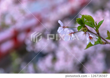 250421 中橋櫻 z016 250421 中橋櫻 z016 126716387