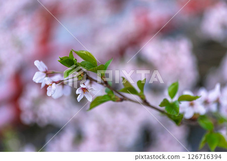 250421 Nakahashi Sakura z027 250421 Nakahashi Sakura z027 126716394