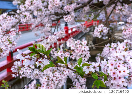 250421 中橋櫻 z038 126716400