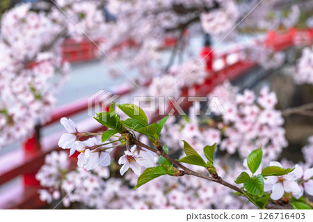 250421 中橋櫻 z045 250421 中橋櫻 z045 126716403