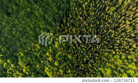 Fresh Spring Deep Spruce and Beech Forest. Beautiful Lush Vegetation with Sunset Light. Aerial View. Fresh Spring Deep Spruce and Beech Forest. Beautiful Lush Vegetation with Sunset Light. Aerial View. 126716711