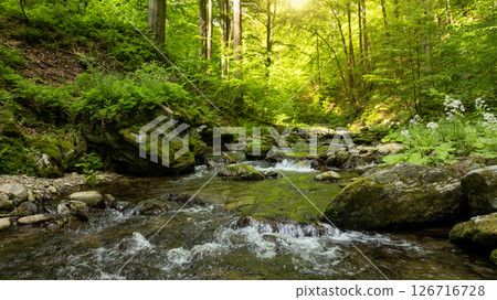 A Bright Small River Flowing Through Lush Spring Forest during Sunset Hour. Fresh Lush Vegetation, Low Angle of View. Wide Angle View. Beautiful Nature Landscape, Natural Background. A Bright Small River Flowing Through Lush Spring Forest during Sunset Hour. Fresh Lush Vegetation, Low Angle of View. Wide Angle View. Beautiful Nature Landscape, Natural Background. 126716728