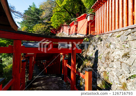 Autumn at Taikodani Inari Shrine: A row of 6 torii gates, Tsuwano Town, Kashima Prefecture Autumn at Taikodani Inari Shrine: A row of 6 torii gates, Tsuwano Town, Kashima Prefecture 126716793