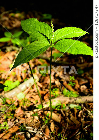 Tanzawa's Big Rock, Futari Shizuka 126717247