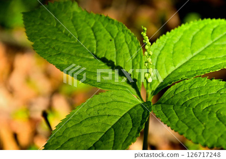 Tanzawa's Big Rock, Futari Shizuka 126717248