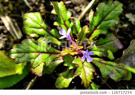 Mount Takasashi in the Tanzawa Mountains: Tachikiransou 126717254