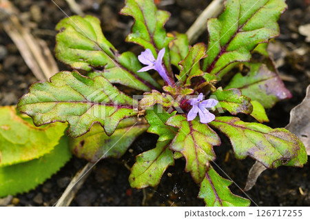 丹澤山地的高刺山：橘蘭荘 126717255