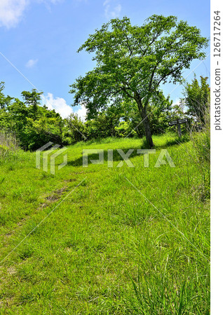 丹澤山脈高宗邊界山脊、夏季的高山峰、真弓樹 126717264
