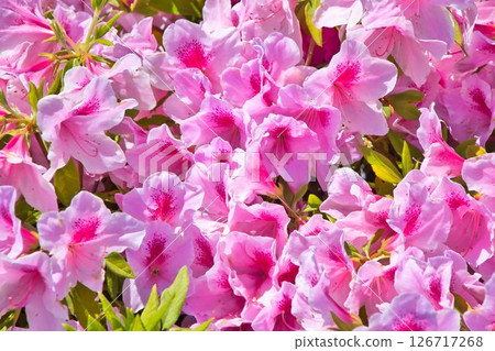 Focus on the center of the image to capture the dense cluster of red-purple flowers of azaleas in the season of fresh greenery. Focus on the center of the image to capture the dense cluster of red-purple flowers of azaleas in the season of fresh greenery. 126717268