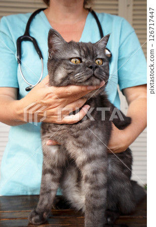Woman veterinarian doctor holds sick cat close-up. Diagnostics of pets health in veterinary clinic concept Woman veterinarian doctor holds sick cat close-up. Diagnostics of pets health in veterinary clinic concept 126717447