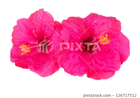 Pink hibiscus flowers, summer vacational background 126717512