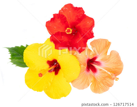 Red hibiscus flowers, summer vacational background Red hibiscus flowers, summer vacational background 126717514