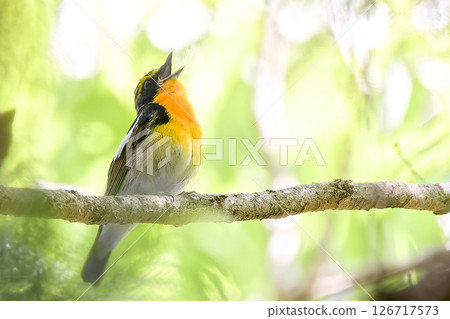 一隻雄性水仙霸鶲在森林裡唱歌 126717573