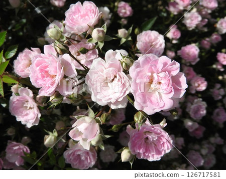 初夏盛開的藤本月季“舞姬” 126717581