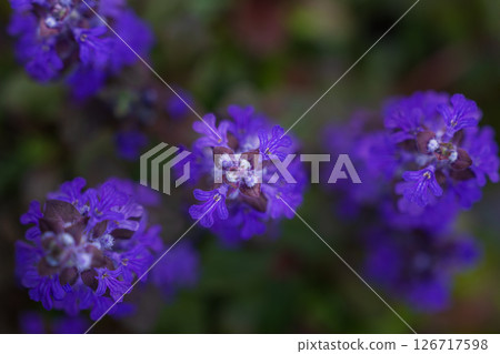 Beautiful blue-purple Ajuga flowers Beautiful blue-purple Ajuga flowers 126717598
