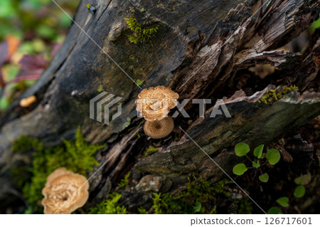 Mushrooms growing on rotting wood Mushrooms growing on rotting wood 126717601