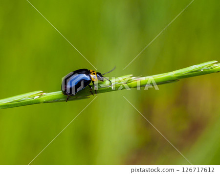 Fresh potato beetle 126717612
