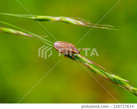 Quail Bugs on Grass of Grass Plants 126717614