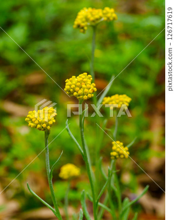 黃花黃花 126717619