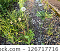 Dandelion fluff swaying in the early summer light 126717716