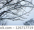 Silence of snow-covered winter tree branches 126717719