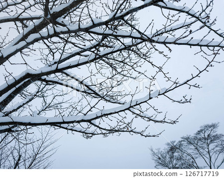Silence of snow-covered winter tree branches 126717719