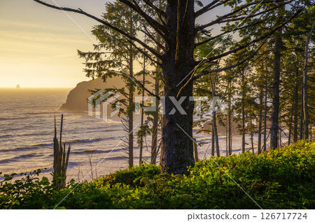 Coastal Forest Overlooking Ruby Beach at Sunset 126717724