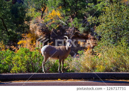 Bighorn Sheep on Roadside in Zion National Park, Utah 126717731