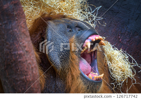 umatran Orangutan Yawning Close-Up umatran Orangutan Yawning Close-Up 126717742