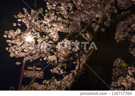 250422 Nakahashi Sakura z002 126717760