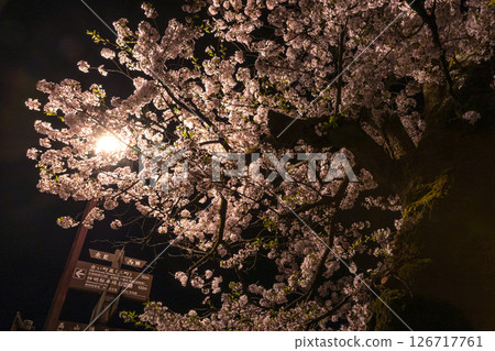 250422 Nakahashi Sakura z004 126717761