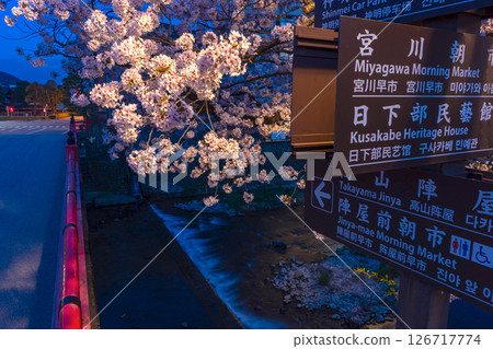 250422 中橋櫻 z032 126717774