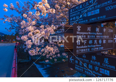 250422 中橋櫻 z043 126717776