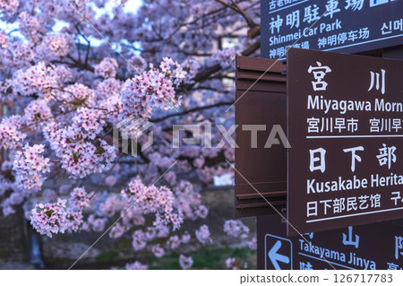 250422 中橋櫻 z074 126717783